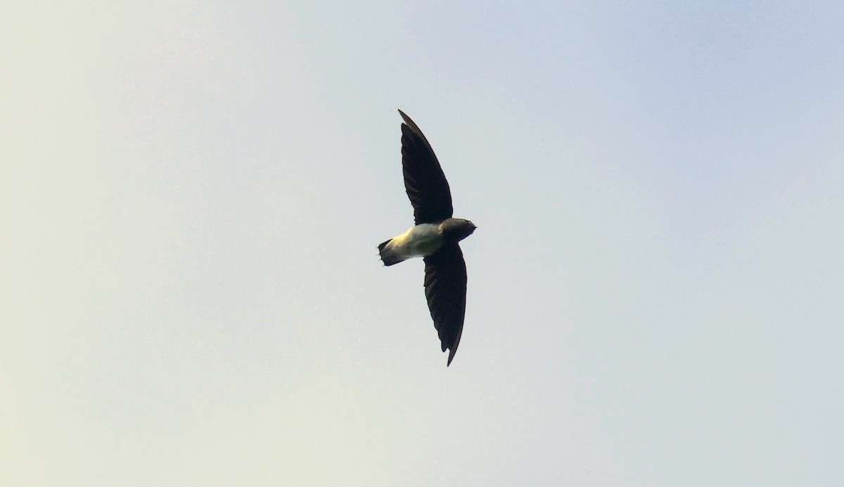 Sabine's Spinetail - ML646684832