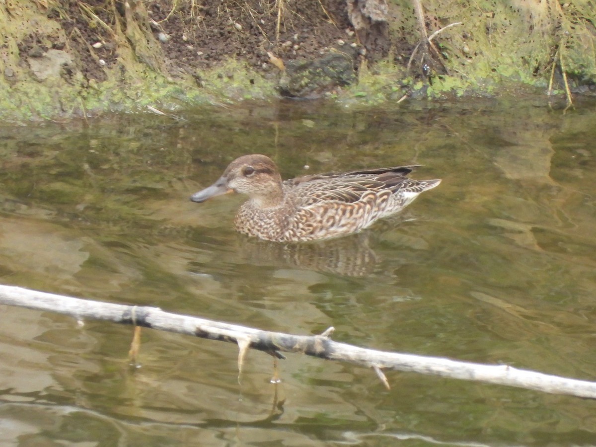 Чирок-свистунок - ML646684834