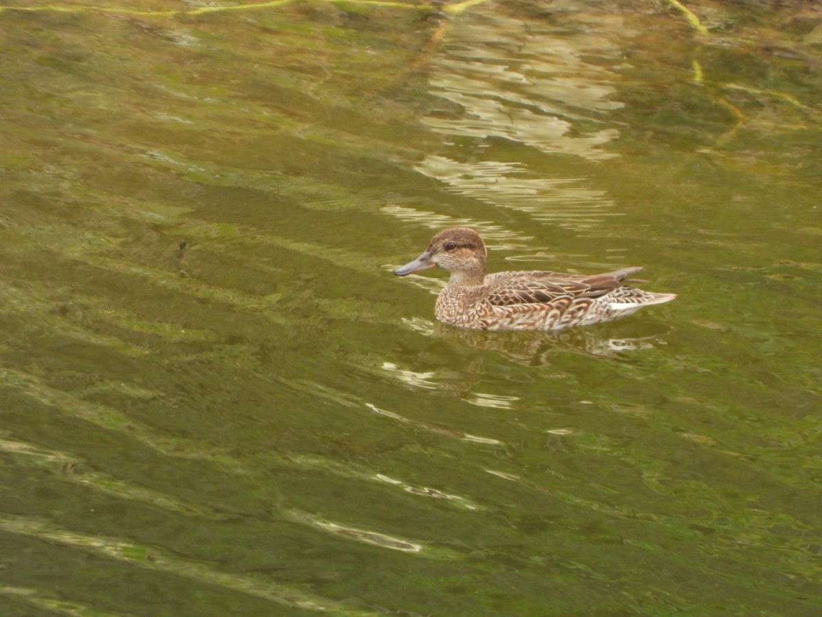 Чирок-свистунок - ML646684836