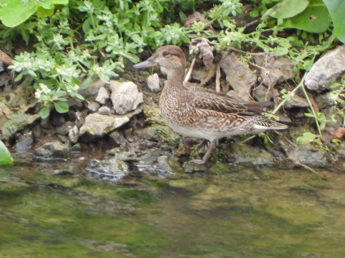 Чирок-свистунок - ML646684837