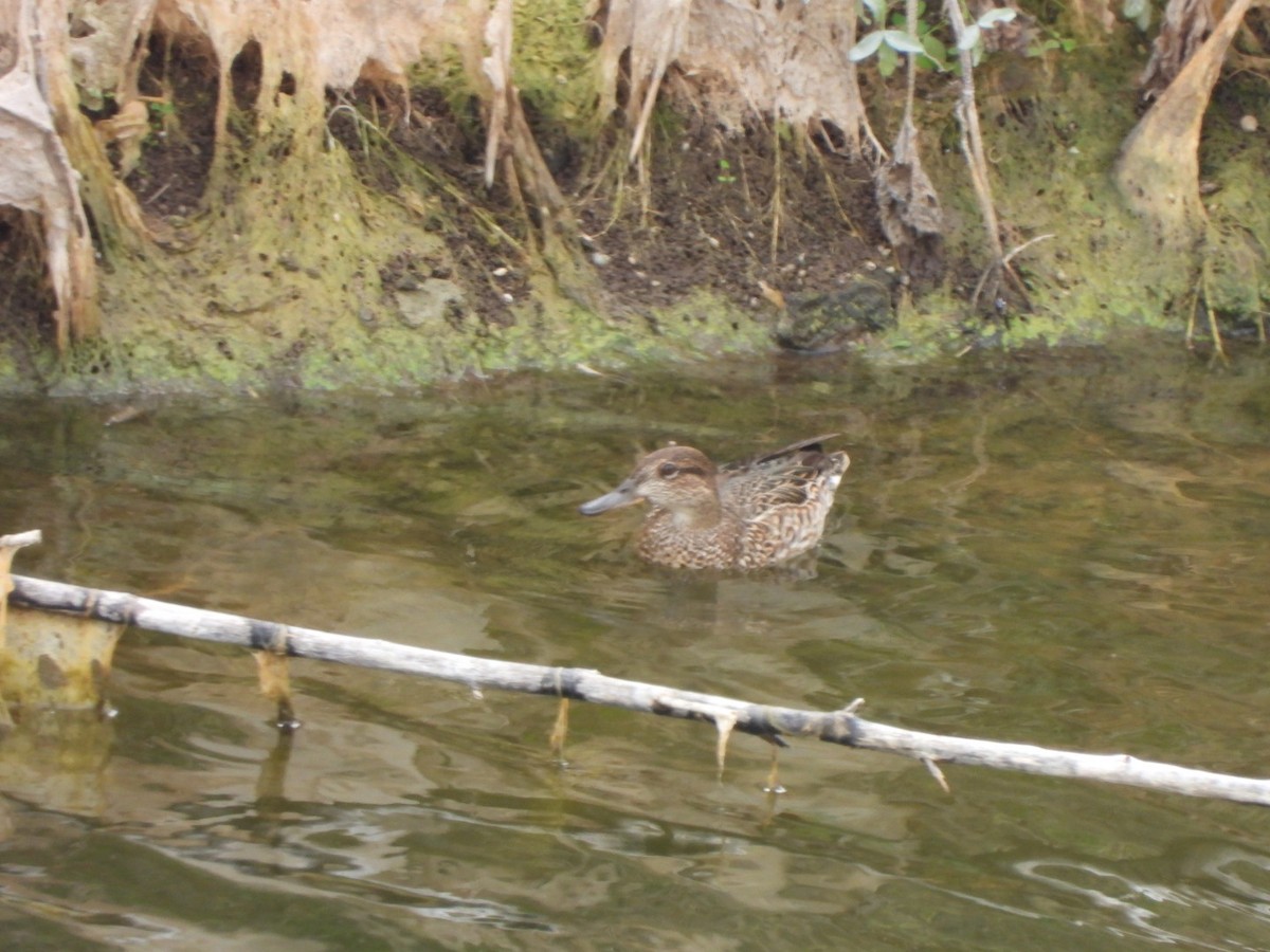 Чирок-свистунок - ML646684842