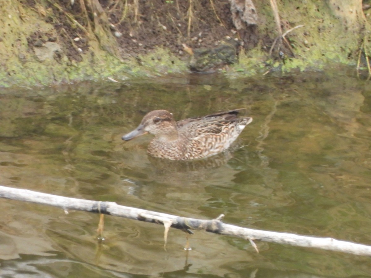 Чирок-свистунок - ML646684843