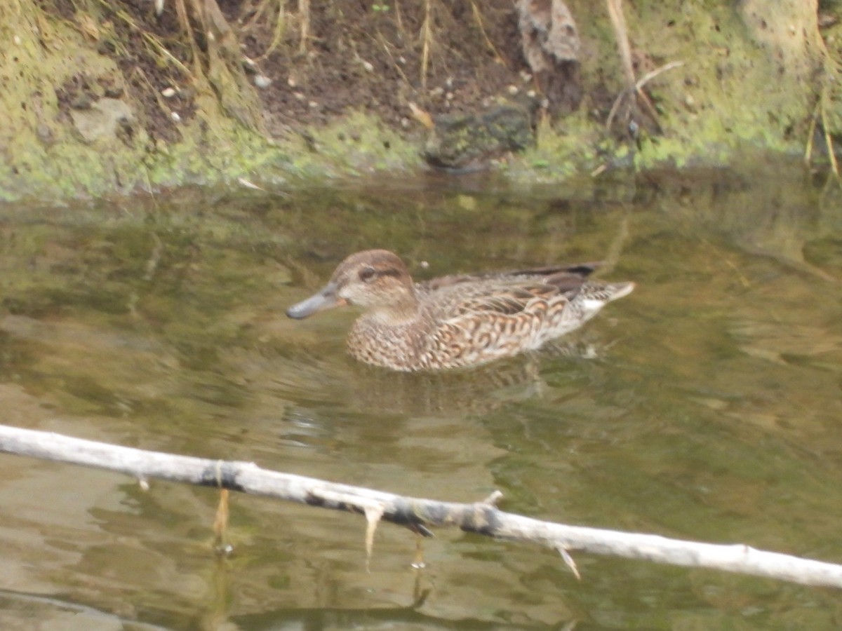 Чирок-свистунок - ML646684844