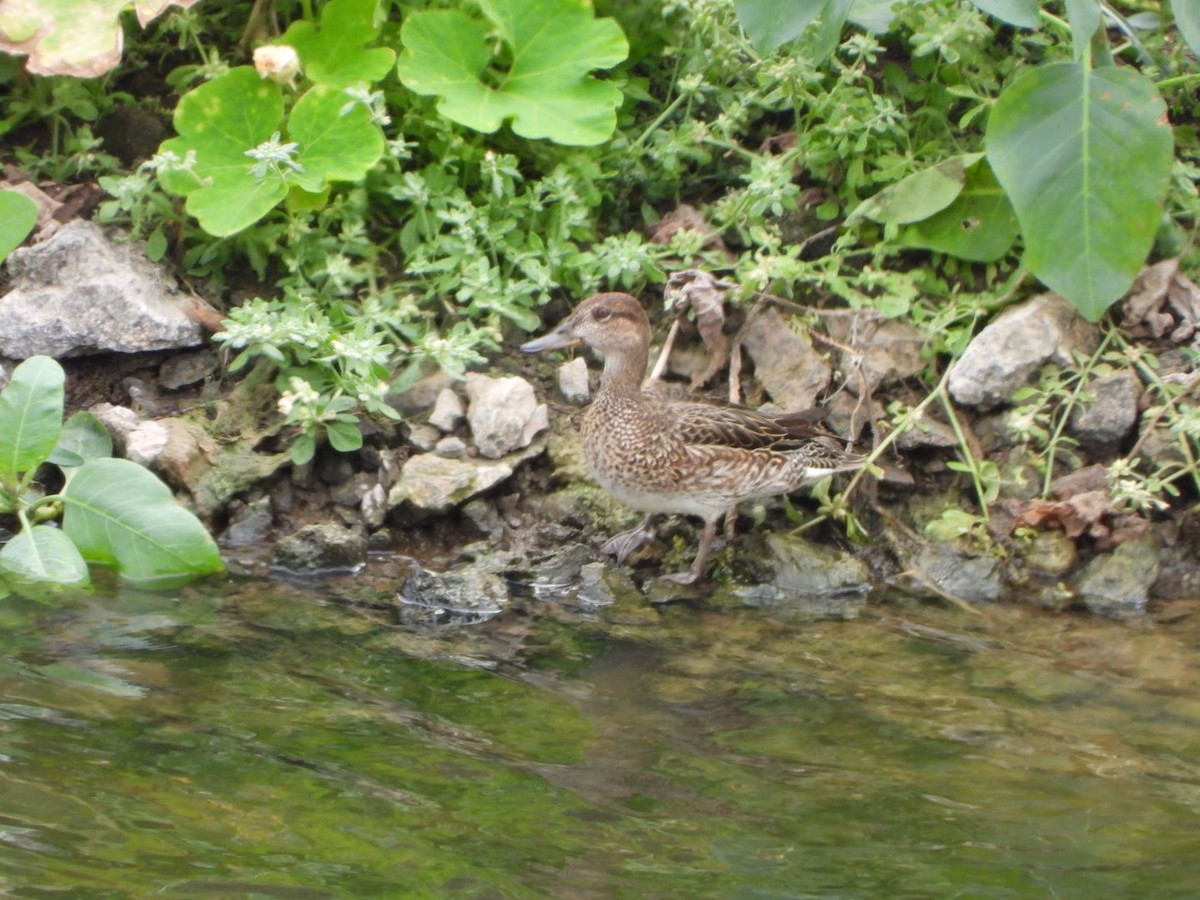 Чирок-свистунок - ML646684845