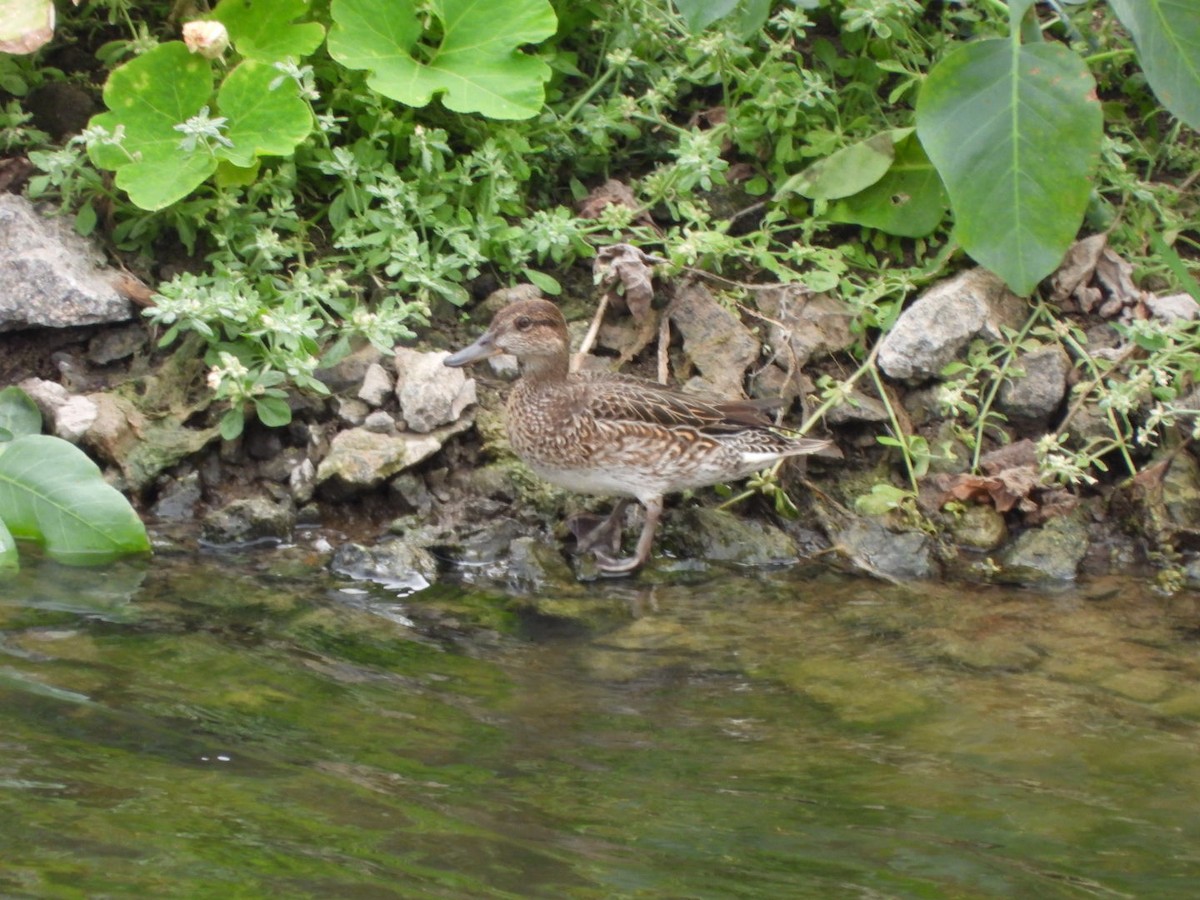 Чирок-свистунок - ML646684846