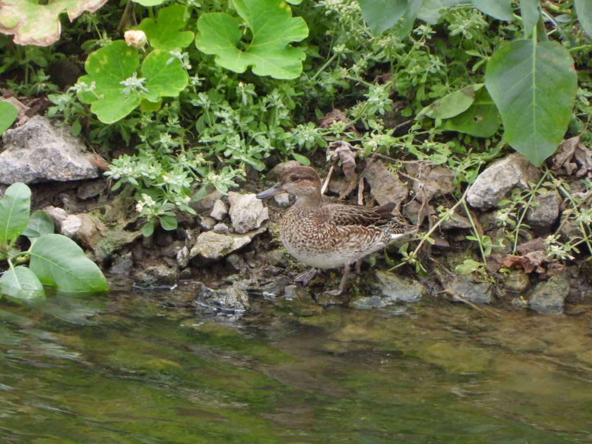 Чирок-свистунок - ML646684847