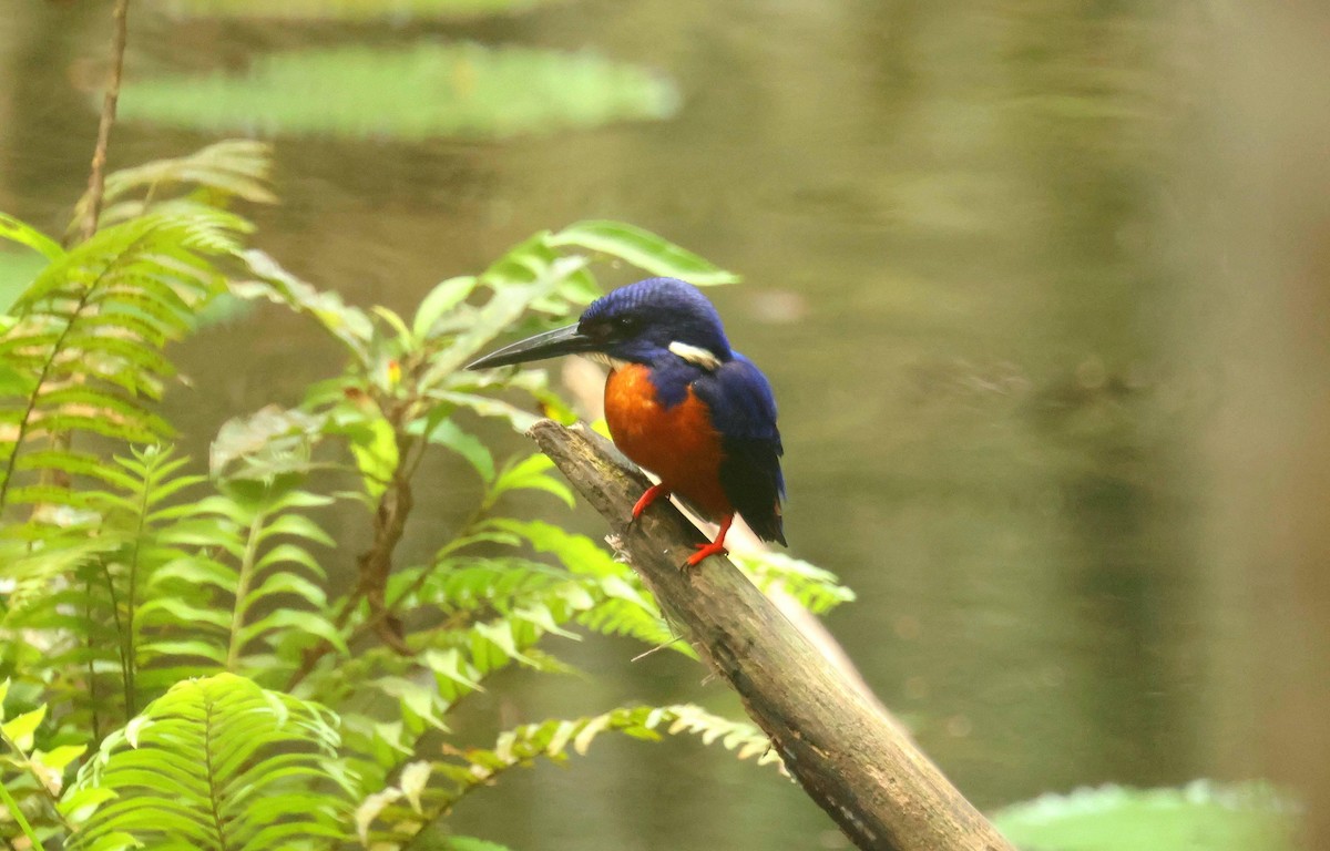Shining-blue Kingfisher - ML646684850