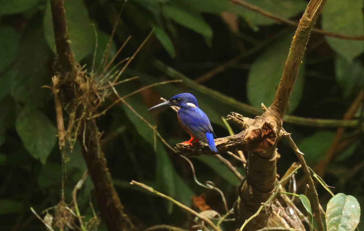 Shining-blue Kingfisher - ML646684851