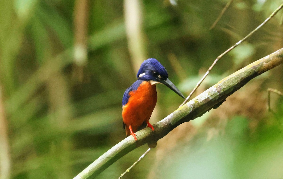 Shining-blue Kingfisher - ML646684852