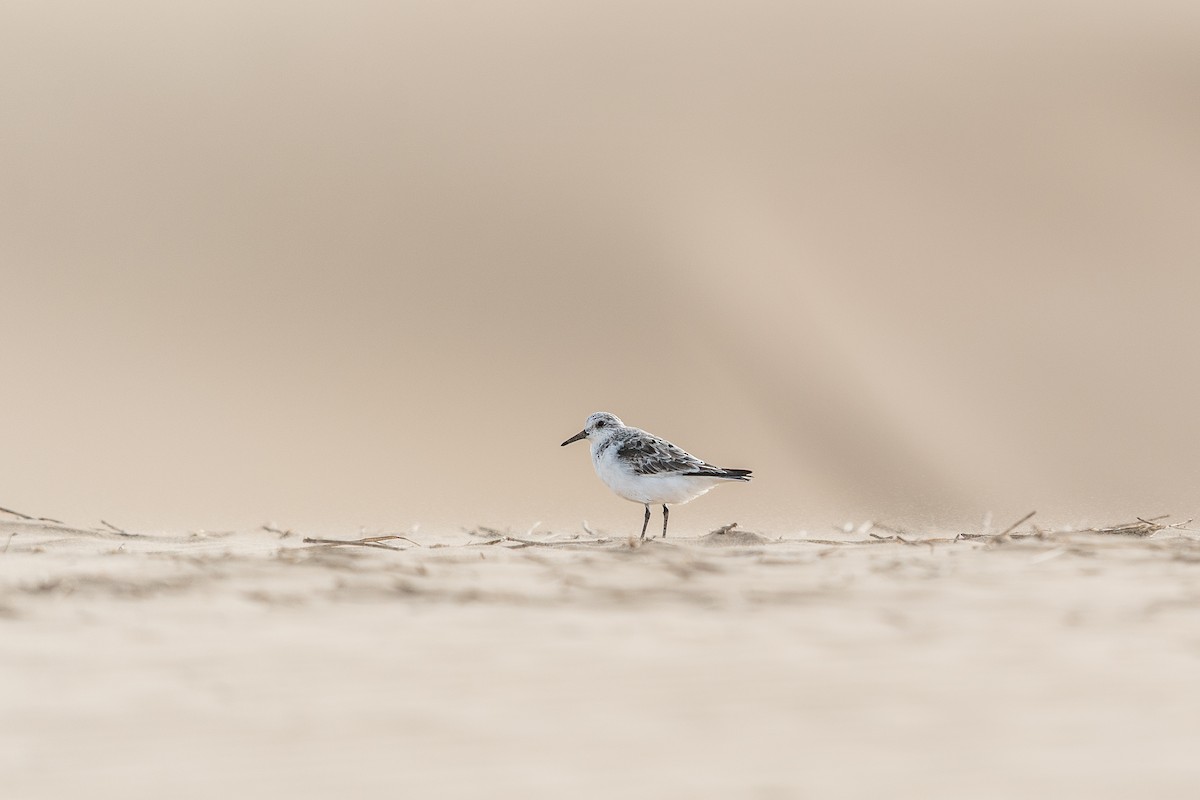 sandløper - ML646684853