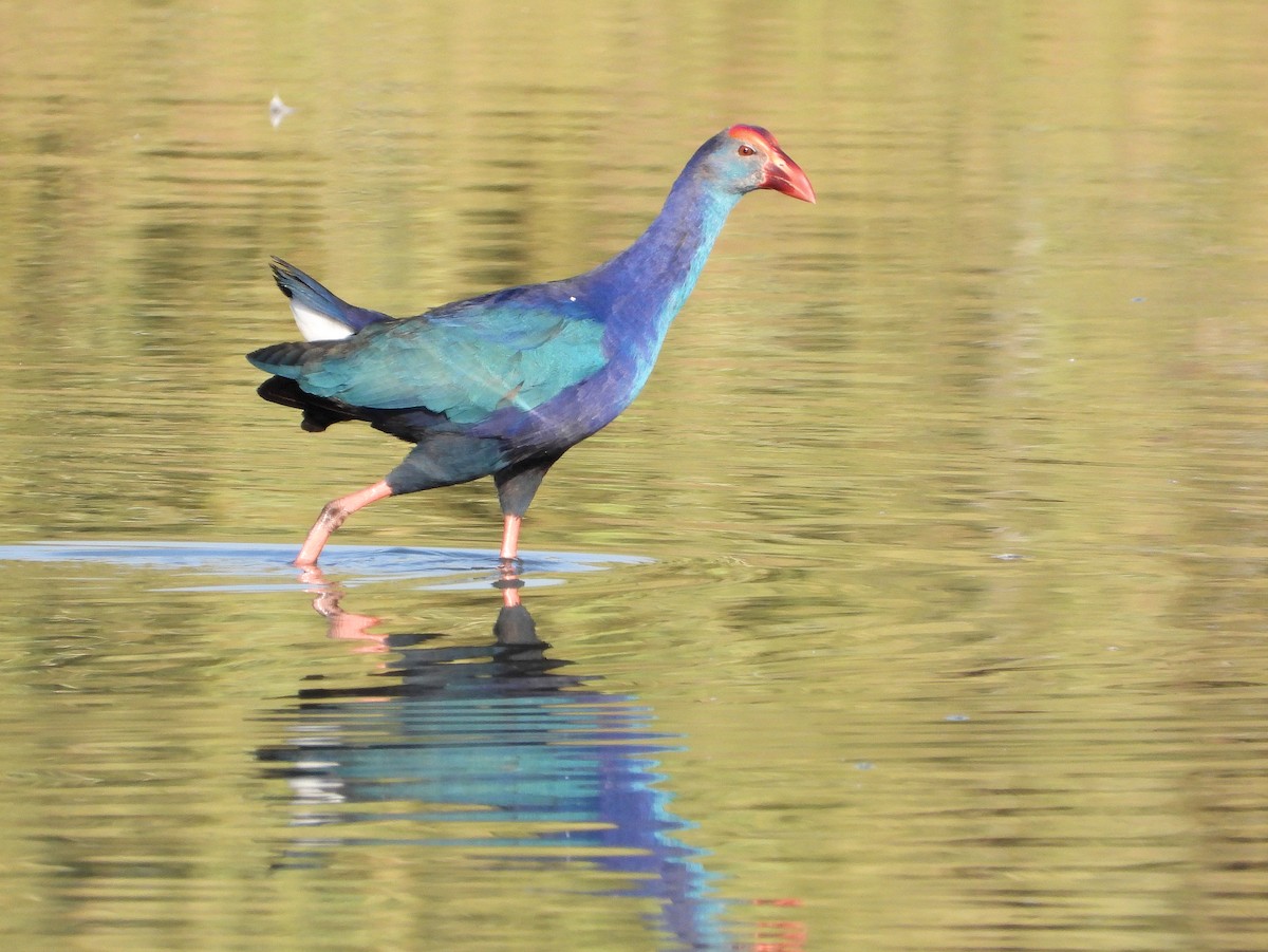 Gray-headed Swamphen - ML646684854