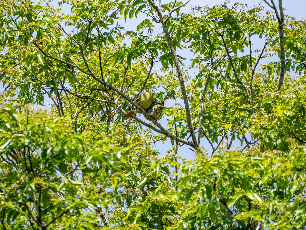 Thick-billed Green-Pigeon - ML646684855