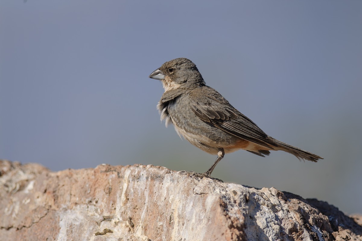 Diuca Finch - ML646684856