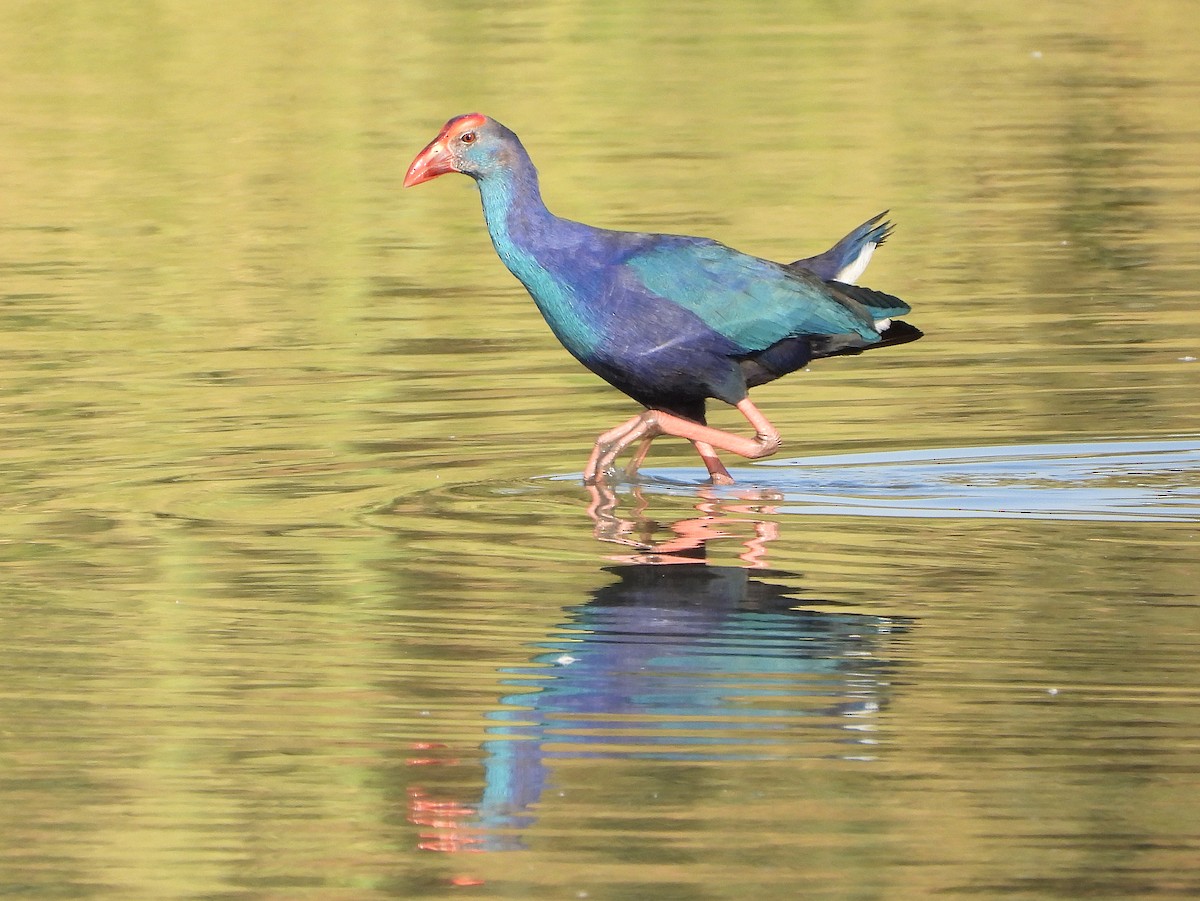 Gray-headed Swamphen - ML646684857