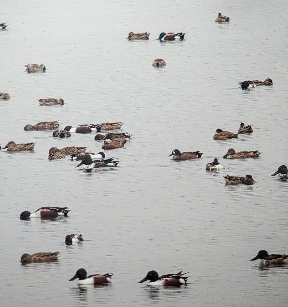 Blue-winged Teal - ML646684858