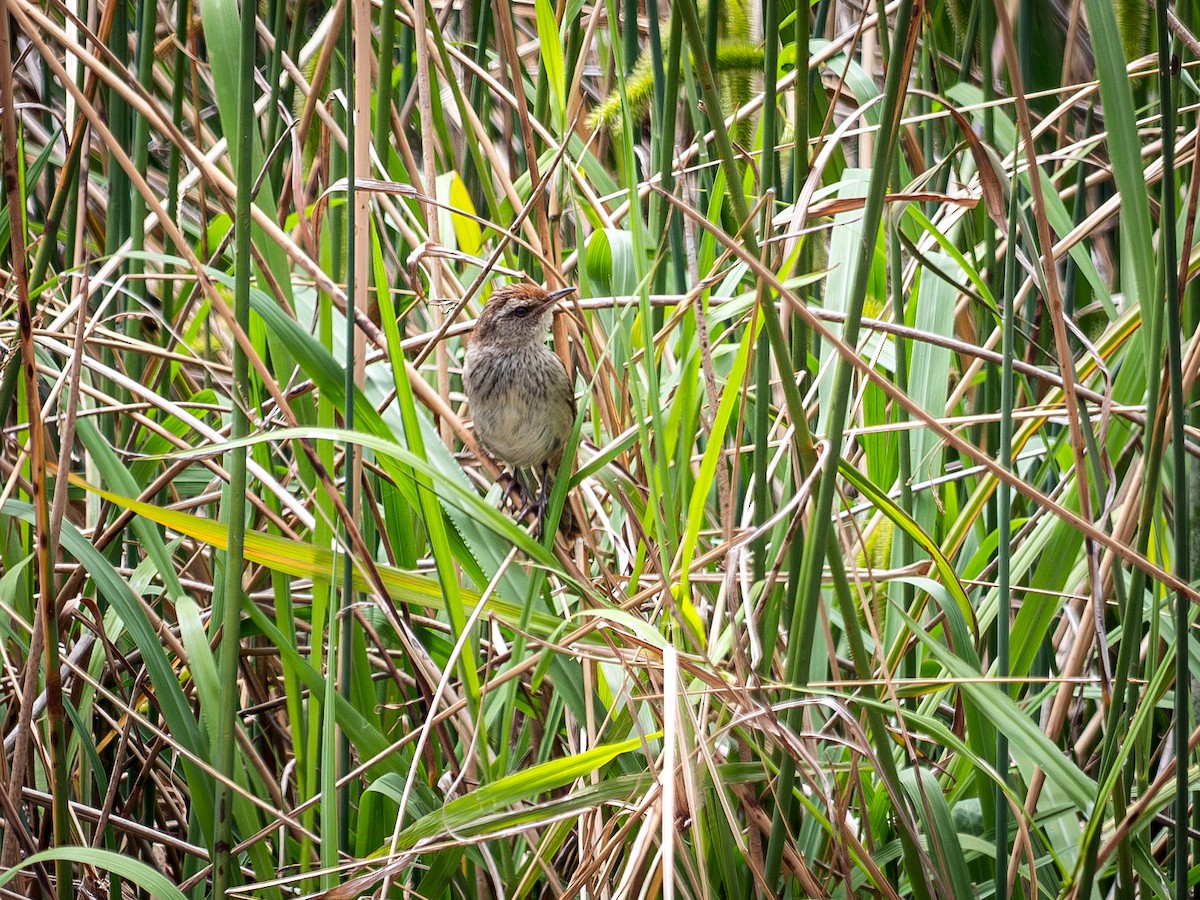 Little Grassbird - ML646684859