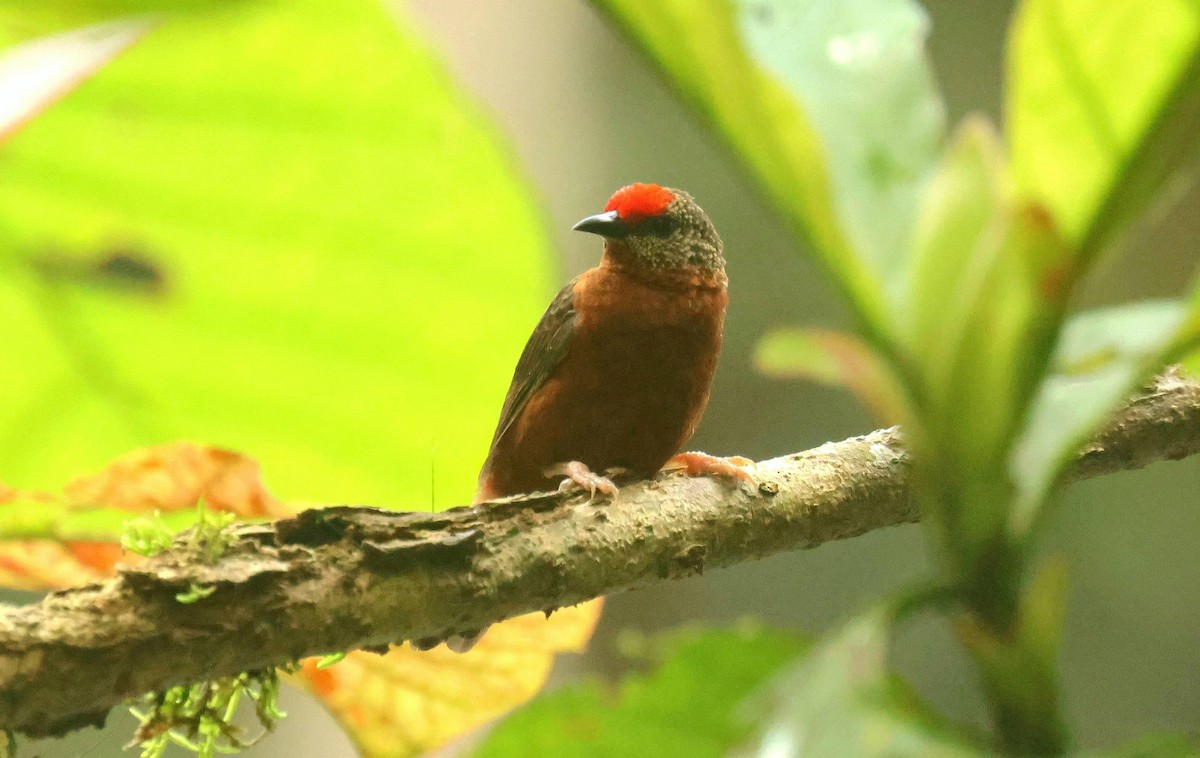Red-fronted Antpecker - ML646684866