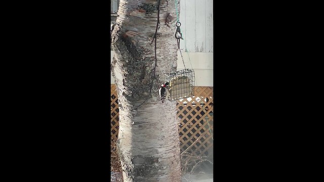 Downy Woodpecker - ML646684868