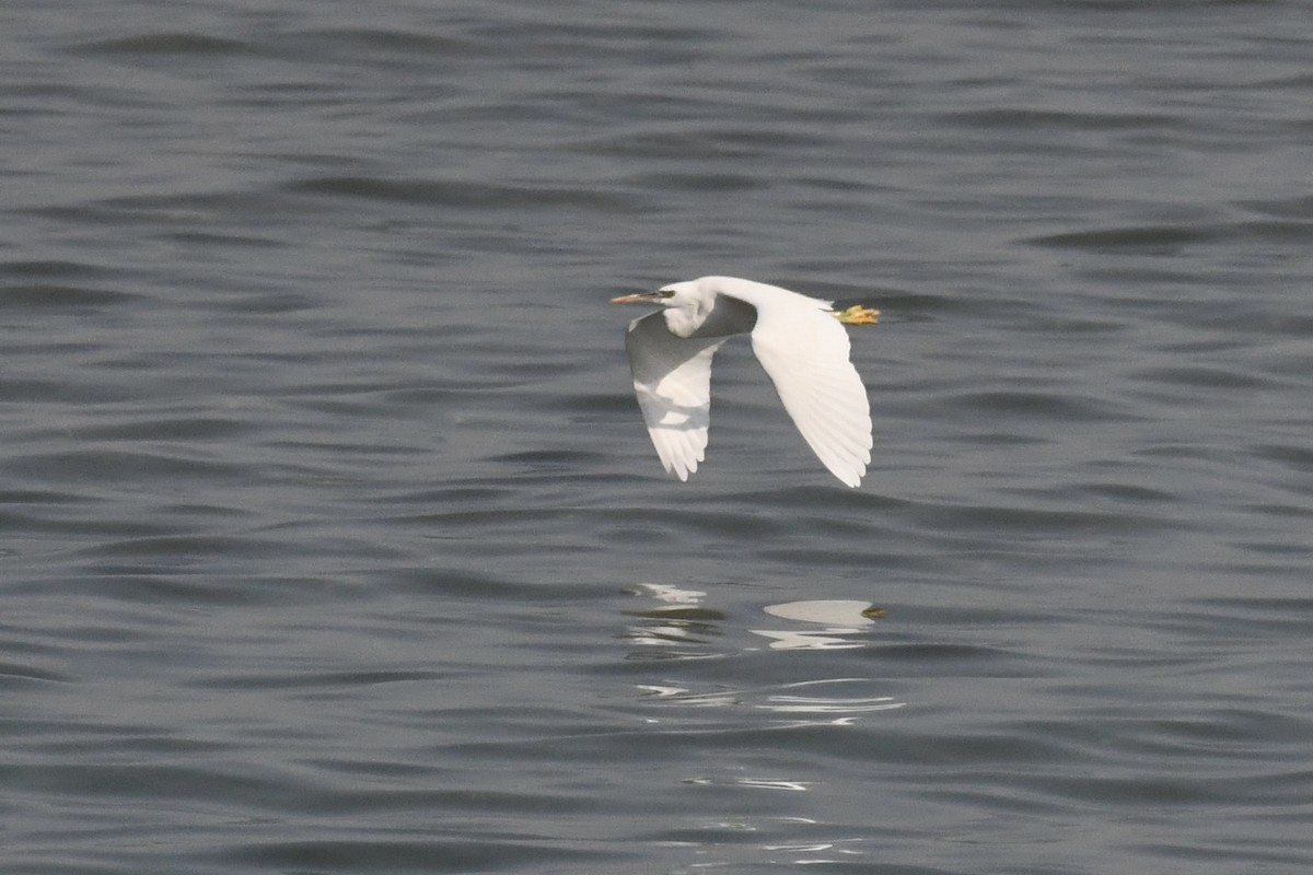 Western Reef-Heron - ML646684869