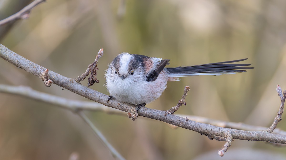 Long-tailed Tit - ML646684870