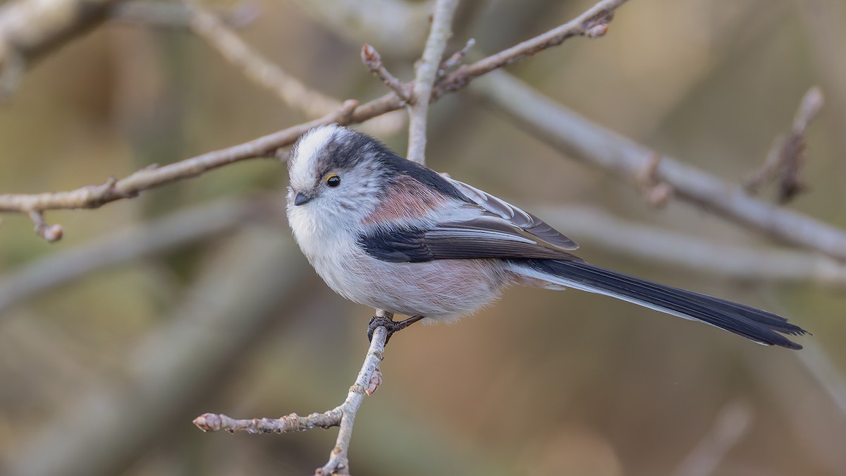 Long-tailed Tit - ML646684871
