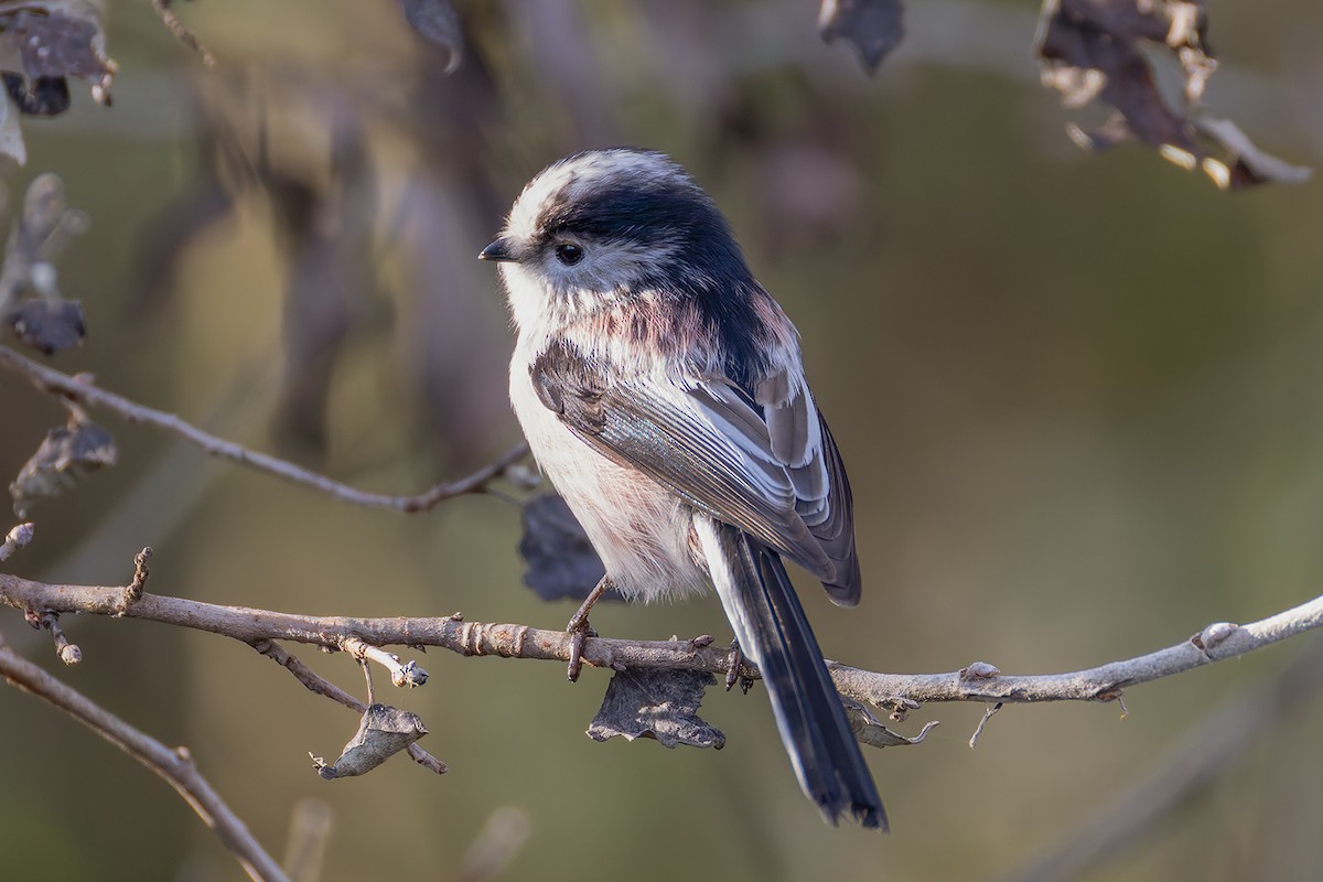 Long-tailed Tit - ML646684872