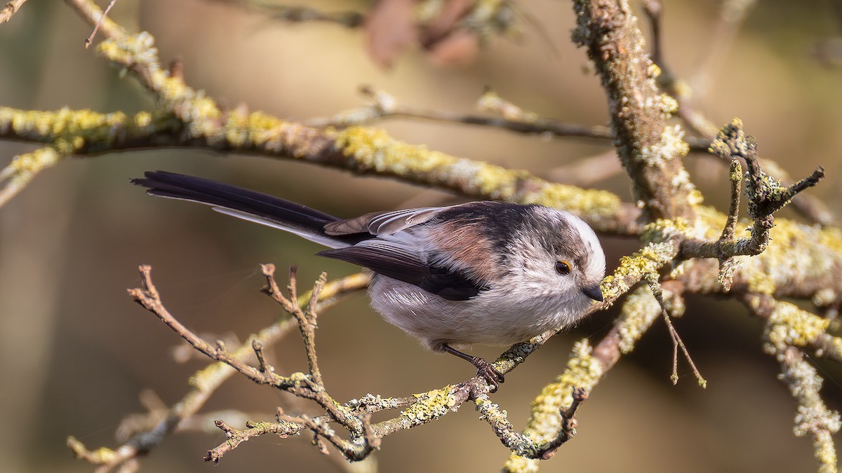 Long-tailed Tit - ML646684873