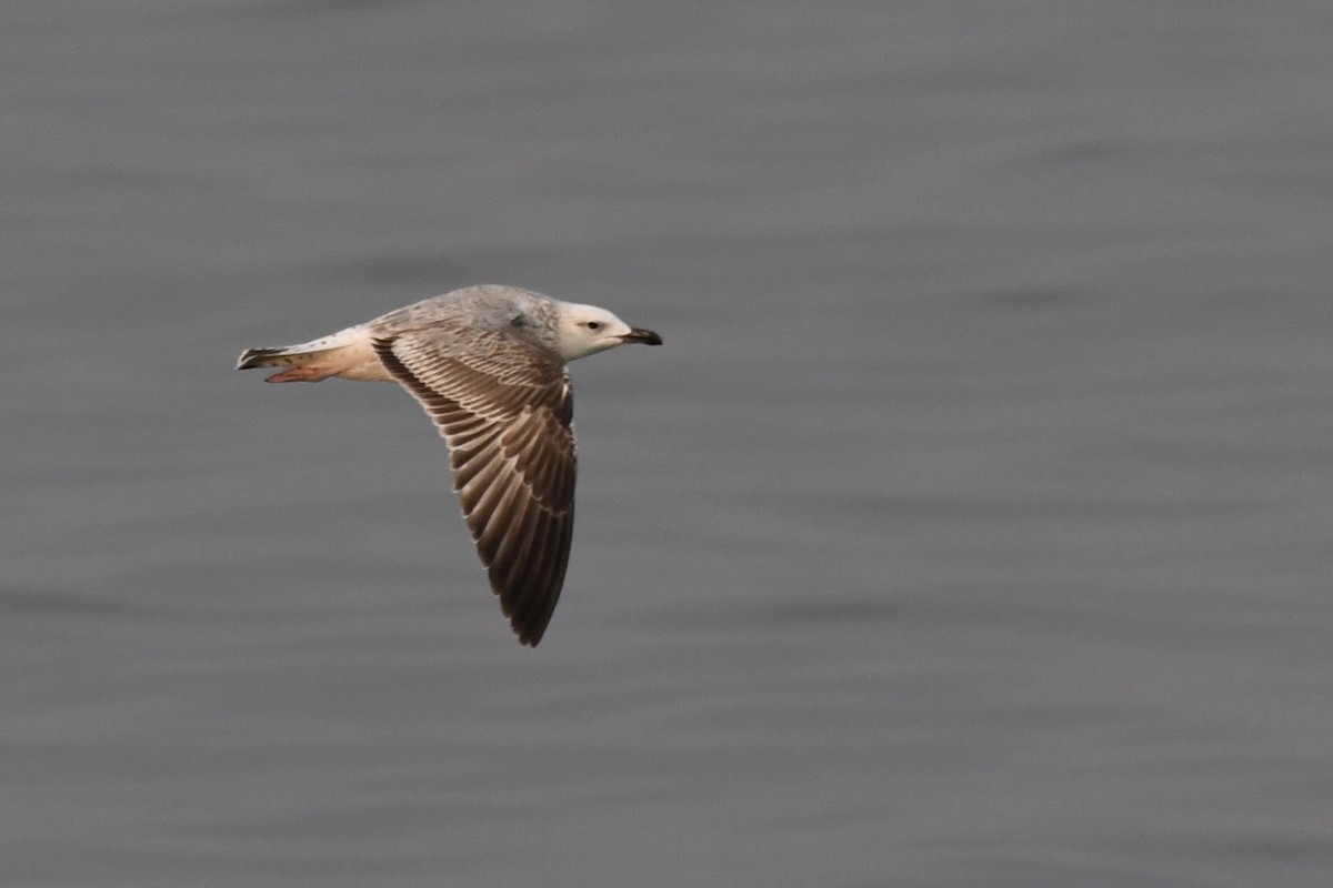 Lesser Black-backed Gull (Steppe) - ML646684876