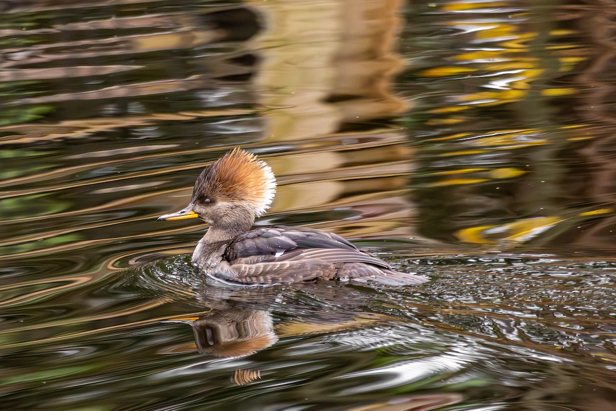 Hooded Merganser - ML646684877