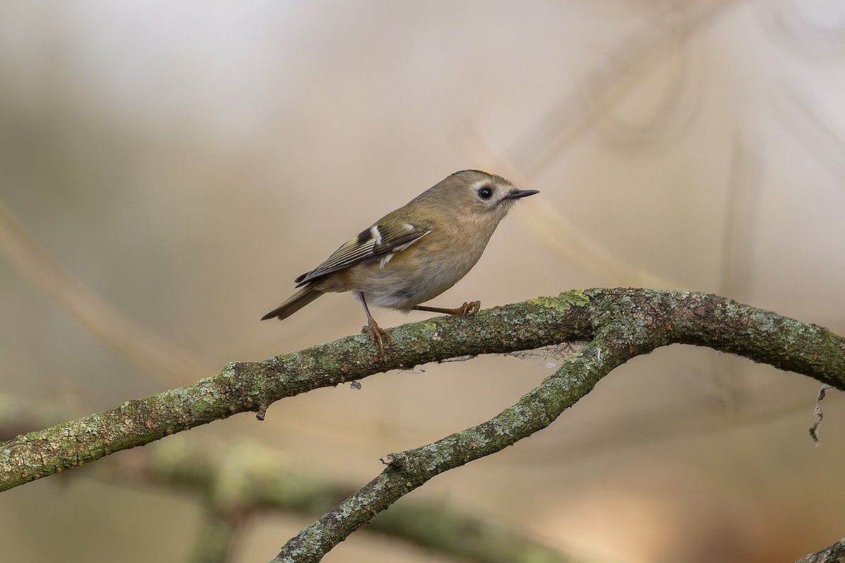 Goldcrest - ML646684878