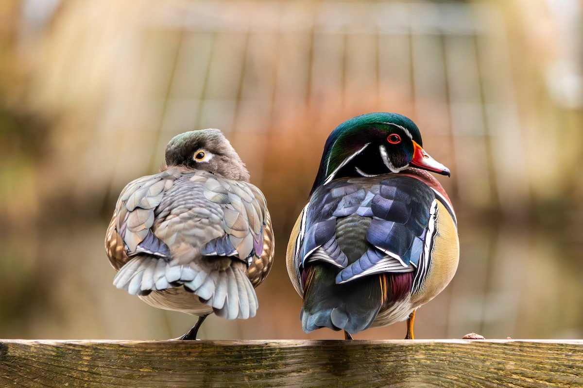 Wood Duck - ML646684879