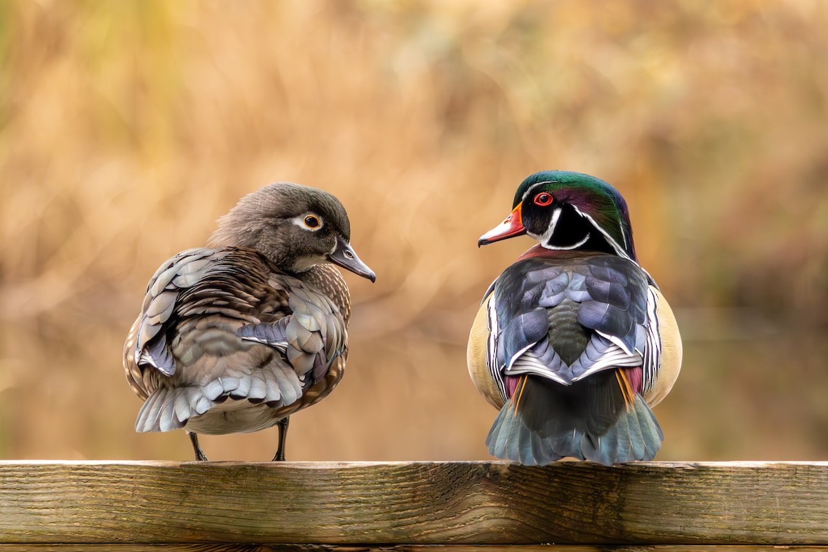 Wood Duck - ML646684880