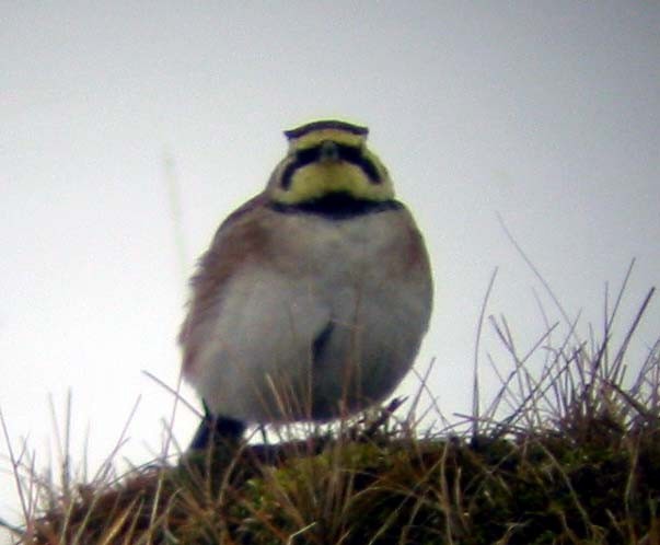 Horned Lark - ML646684882