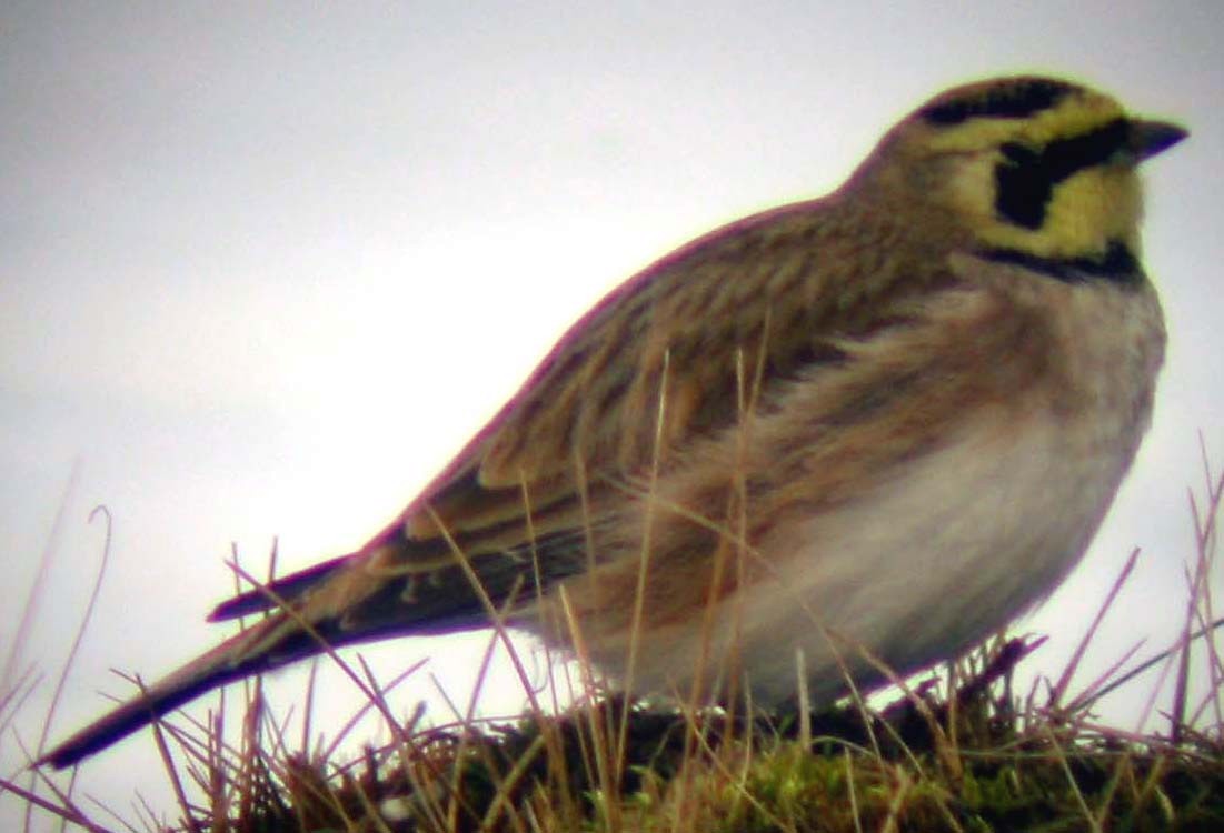 Horned Lark - ML646684883