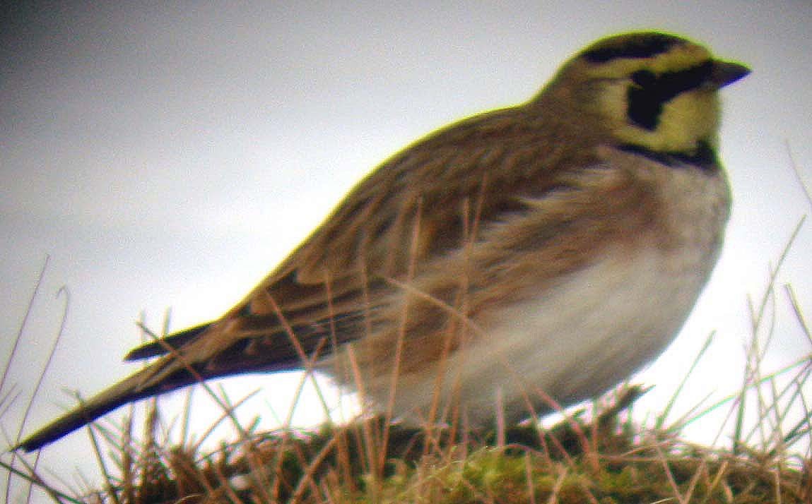 Horned Lark - ML646684884