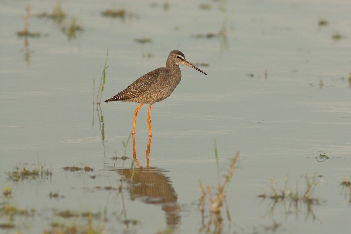 Spotted Redshank - ML646684891