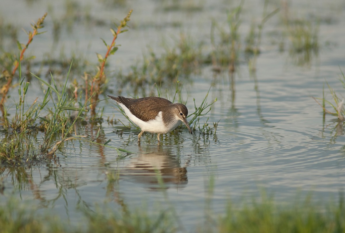 Common Sandpiper - ML646684892