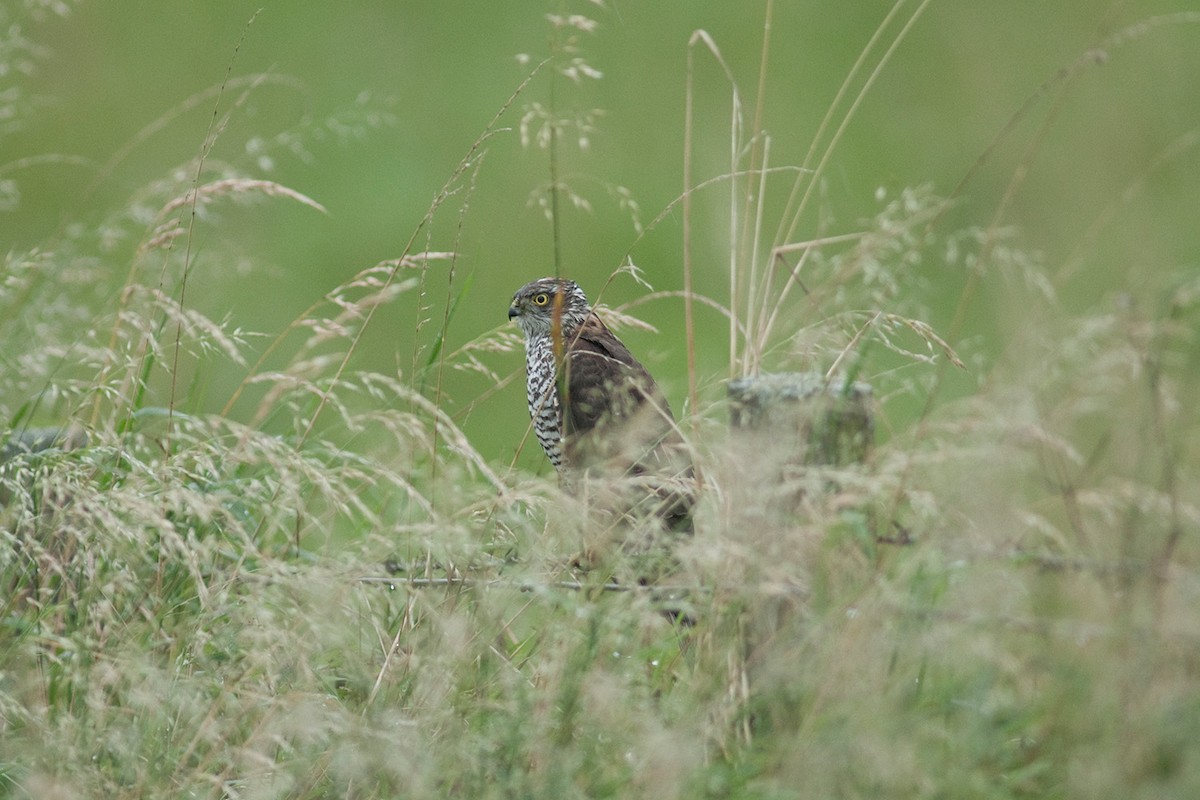 Eurasian Sparrowhawk - ML646684893