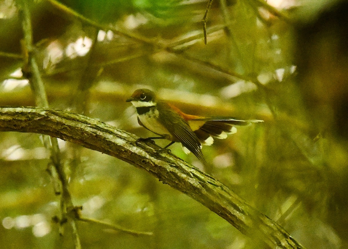 Supertramp Fantail - ML646684894