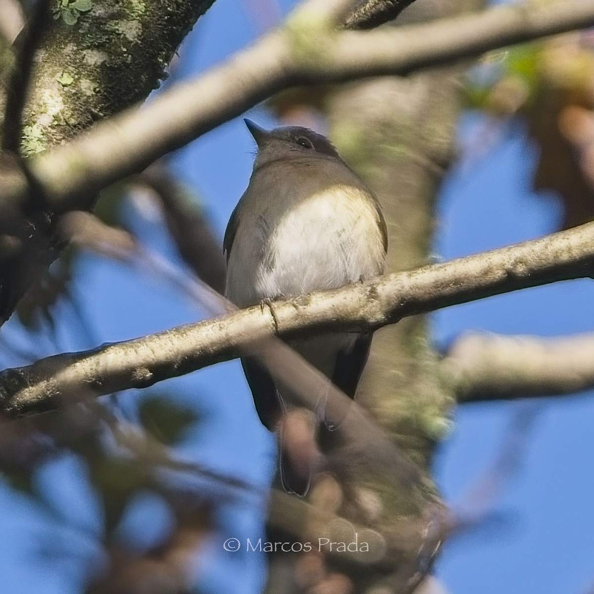 Red-breasted Flycatcher - ML646684896