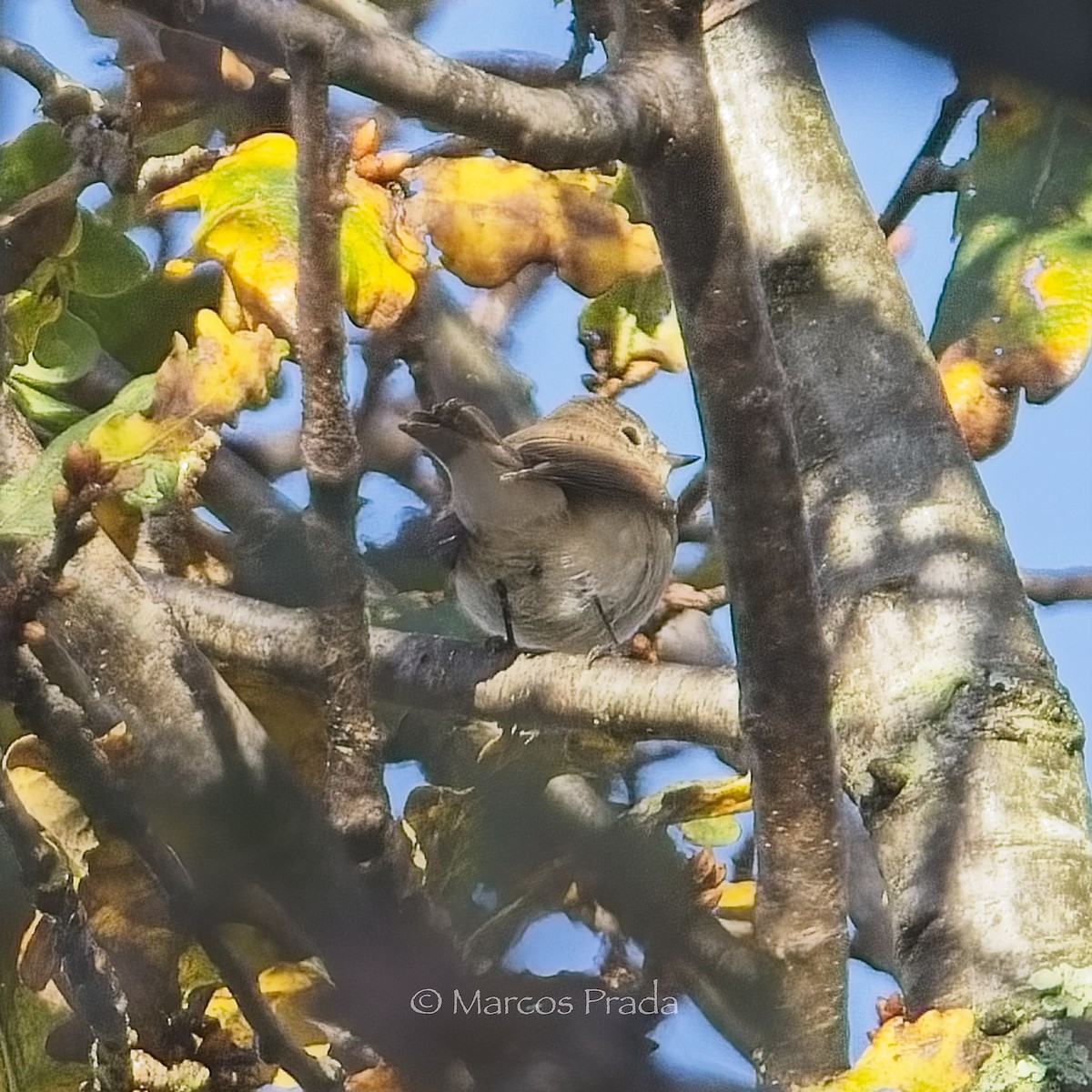 Red-breasted Flycatcher - ML646684897