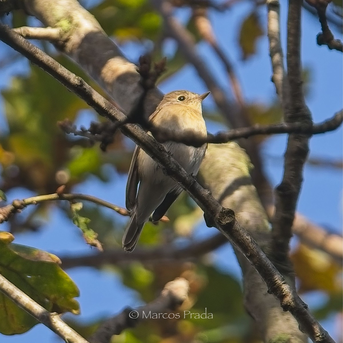 Red-breasted Flycatcher - ML646684898