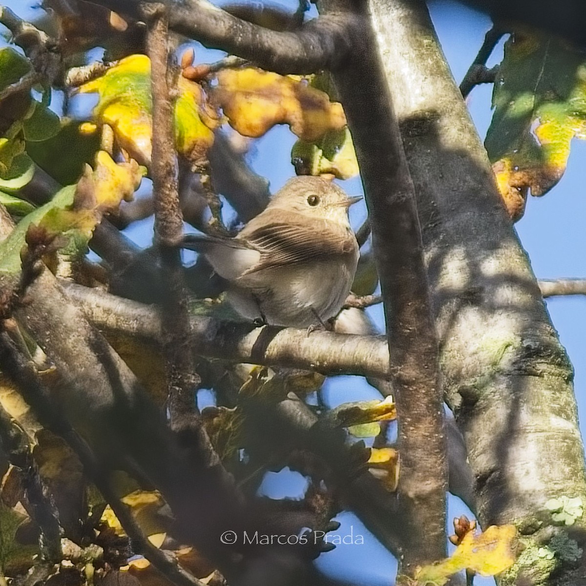 Red-breasted Flycatcher - ML646684899