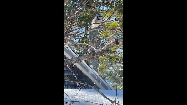 Blue Jay - ML646684900