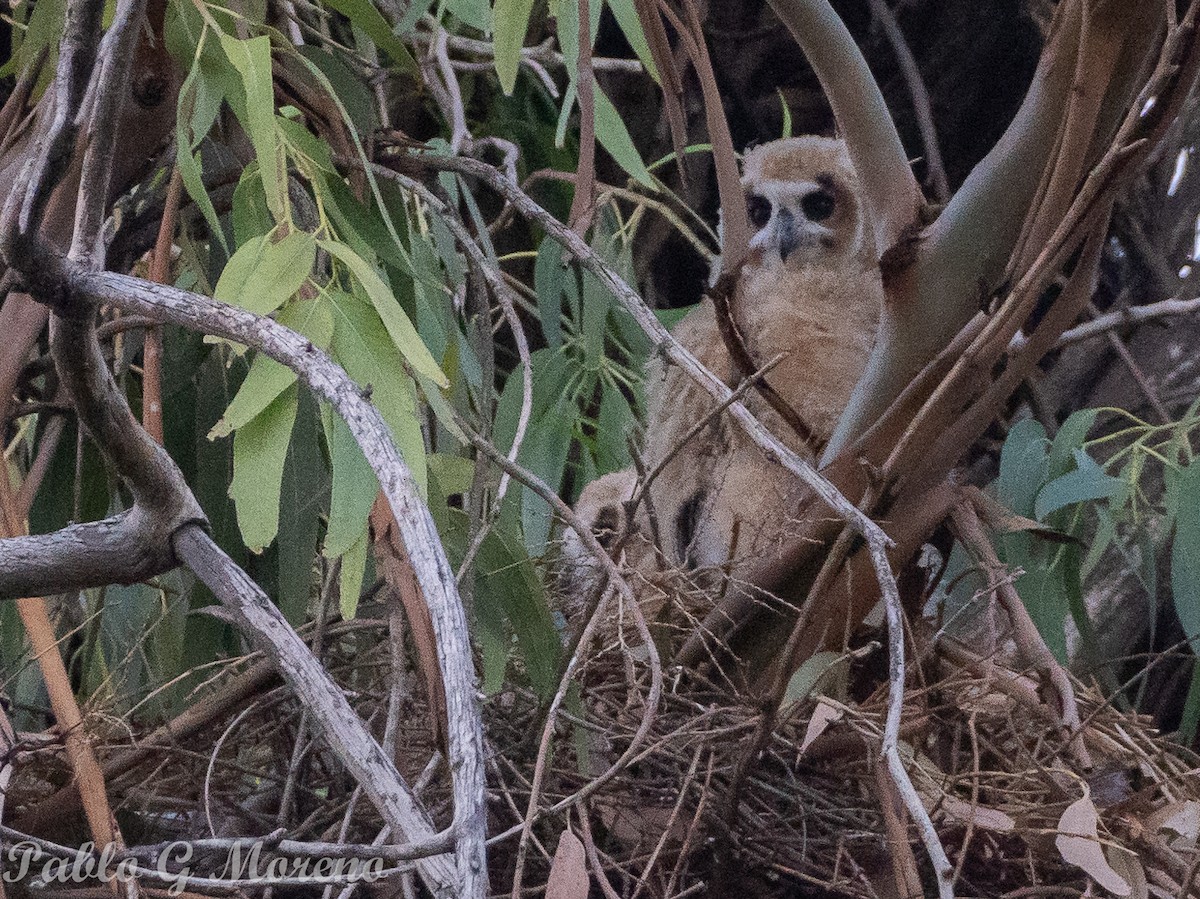 Striped Owl - ML646684901