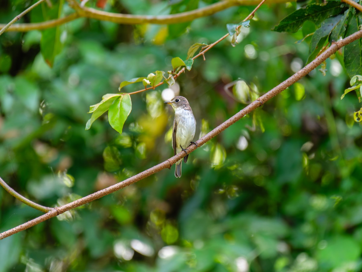 Asian Brown Flycatcher - ML646684902