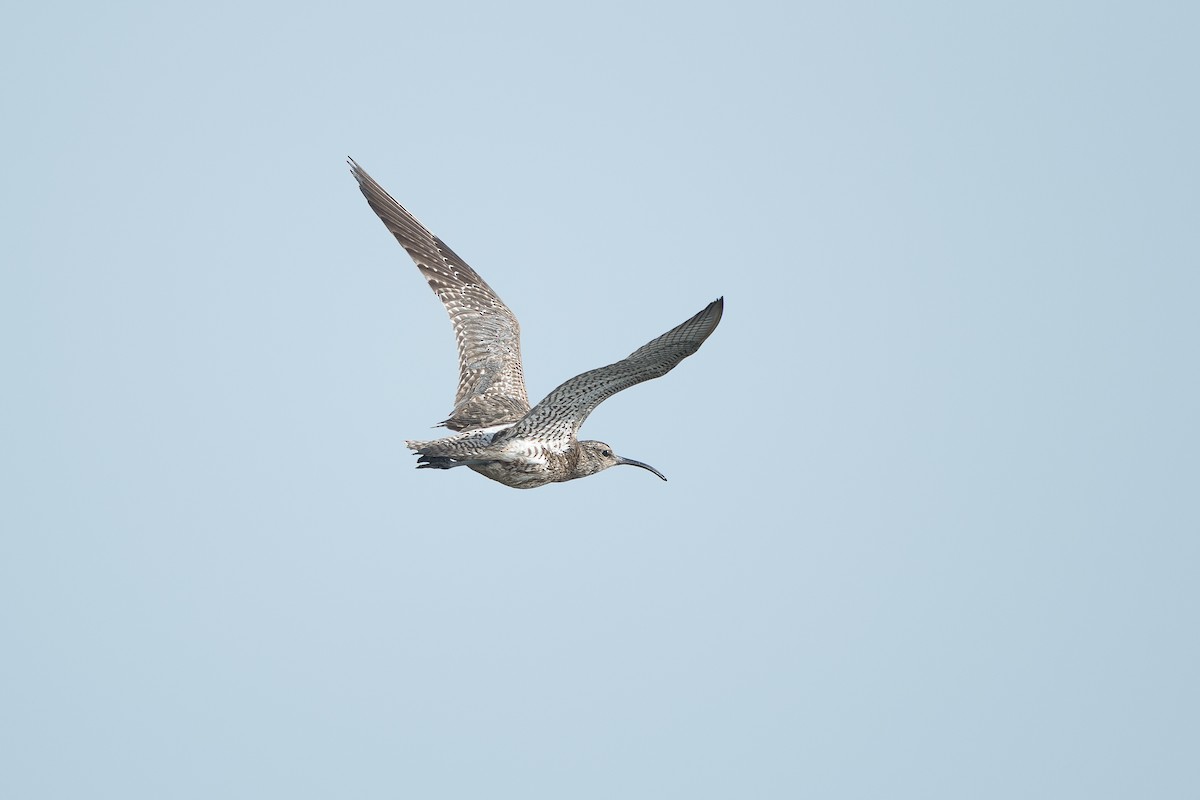 Eurasian Whimbrel (European) - ML646684903