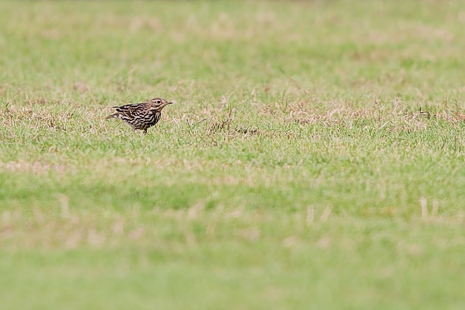 Red-throated Pipit - ML646684904