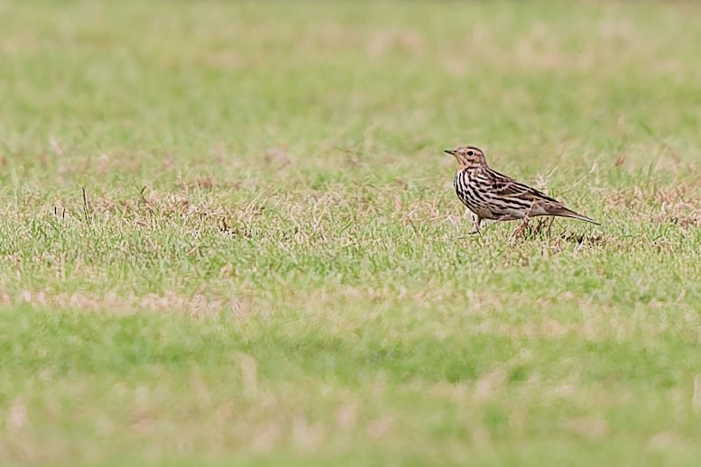 Red-throated Pipit - ML646684905