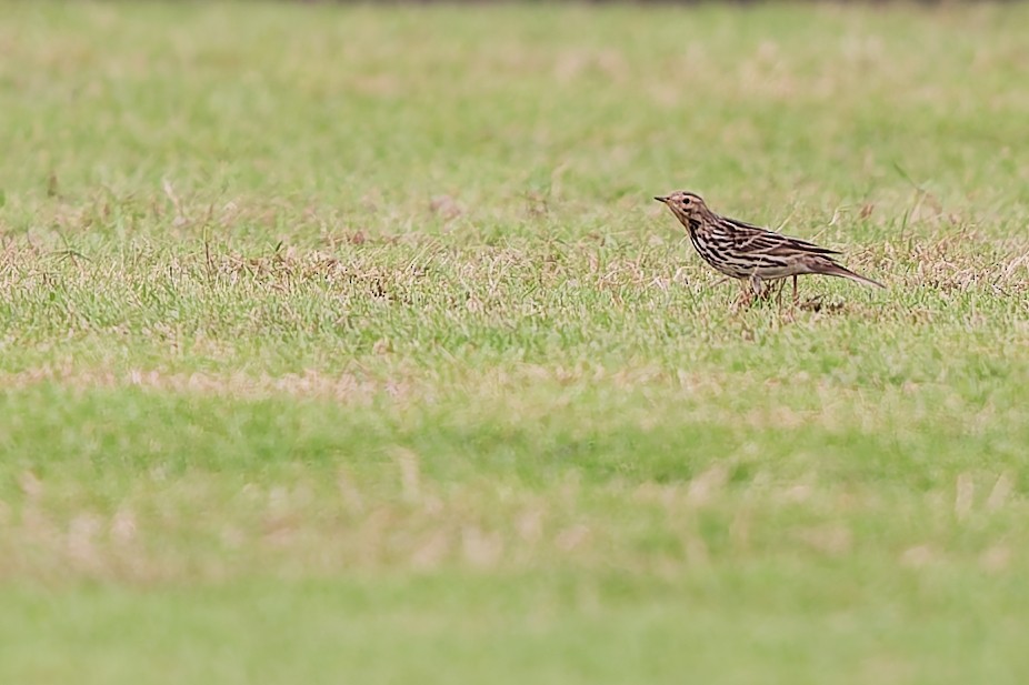 Red-throated Pipit - ML646684906